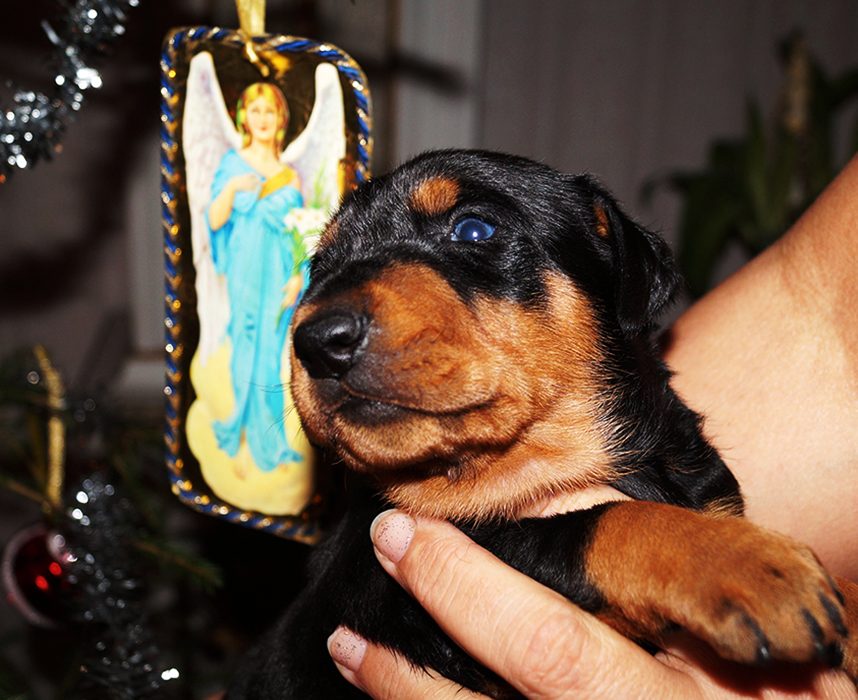 Pinscher * Xélanc Incredible Ivanhoe 3 veckor